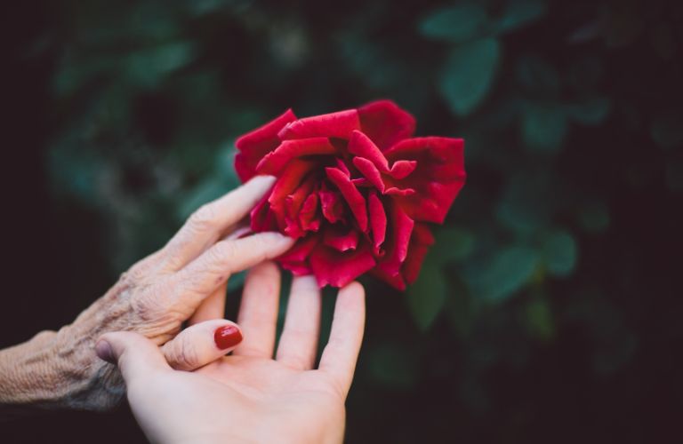 Old and Young hands with a rose